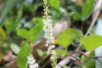 Anredera cordifolia (Ten.) Steenis